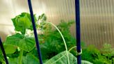 Gardening for You: Cucumbers on a trellis saves space
