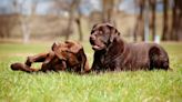 Chocolate Labradors Dressed As 'Good Little Bears' Take a Stroll Around a Wildlife Park