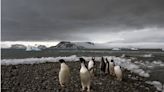 H5N1禽流感病毒首現蹤「南極島嶼」 恐威脅企鵝等鳥類族群