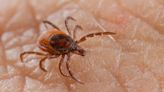 Doctors record first-ever case of deadly tick-borne virus in the UK: 'It's a really common problem that was absent 20 or 30 years ago'