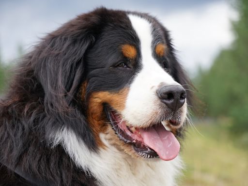 Bernese Mountain Dog Takes on the Role of 'Chief Happiness Officer' and Totally Rocks It