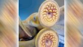 Sea lamprey treatments by New York DEC slated to begin June 4 on Seneca Lake - Outdoor News