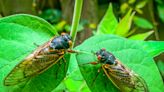 Cicadas are emerging — and they’re so loud, some called the sheriff