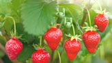 How to grow strawberries in pots – our easy guide to help you grow your own