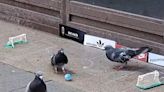 Scots shopper stunned as pigeons 'play football' on chalked drawn street pitch