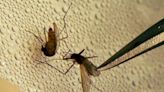 Mosquito pool in Travis County tests positive for West Nile