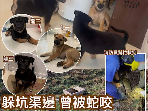 坑渠邊命懸一線狗B獲救起 急尋暫托或領養過家庭生活 - 香港動物報 Hong Kong Animal Post
