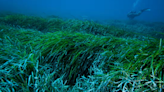 New: Busy soundscapes of seagrass meadows and the animals that live there revealed