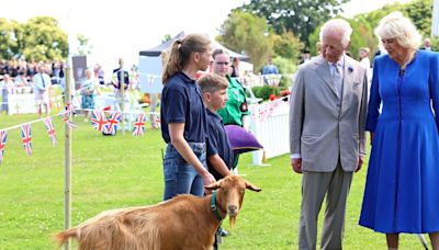 Royal title to be granted to Golden Guernsey Goat breed