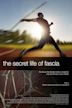 The Secret Life of Fascia