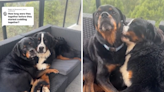 "Heartbroken" dog forms unbreakable bond with pup in just one week