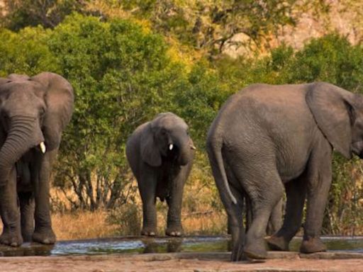 Muere un turista español de 43 años pisoteado por una manada de elefantes en un parque nacional de Sudáfrica