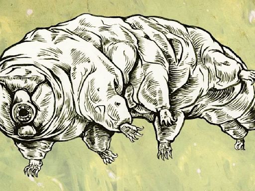 How Do Tardigrades Reproduce? Several Ways, It Turns Out