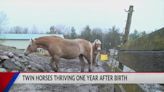 FEEL GOOD FRIDAY: Twin horses still thriving after first year