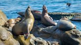 Tourists crouch on beach to snap selfies with sea lions – and the sea lions aren't happy