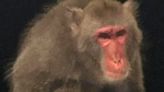 Missing monkey wasn’t captured alive, officials say