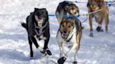 Iditarod Sled Dog Race Faces Financial Issues