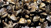 More zebra mussels found in Manitoba, this time in a popular reservoir