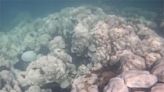 像泡熱水澡！邁阿密外海海溫38.4度創紀錄 恐衝擊海洋珊瑚生態