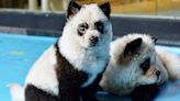 江蘇動物園展示小狗染色的熊貓 遭民眾批評