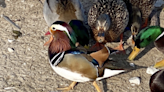 'Once in a lifetime': Birders flock to South Shore Yacht Club in hopes of seeing rare Mandarin duck