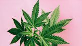 Cannabis holds promise for pain management, reducing the need for opioid painkillers – a neuropharmacology expert explains how