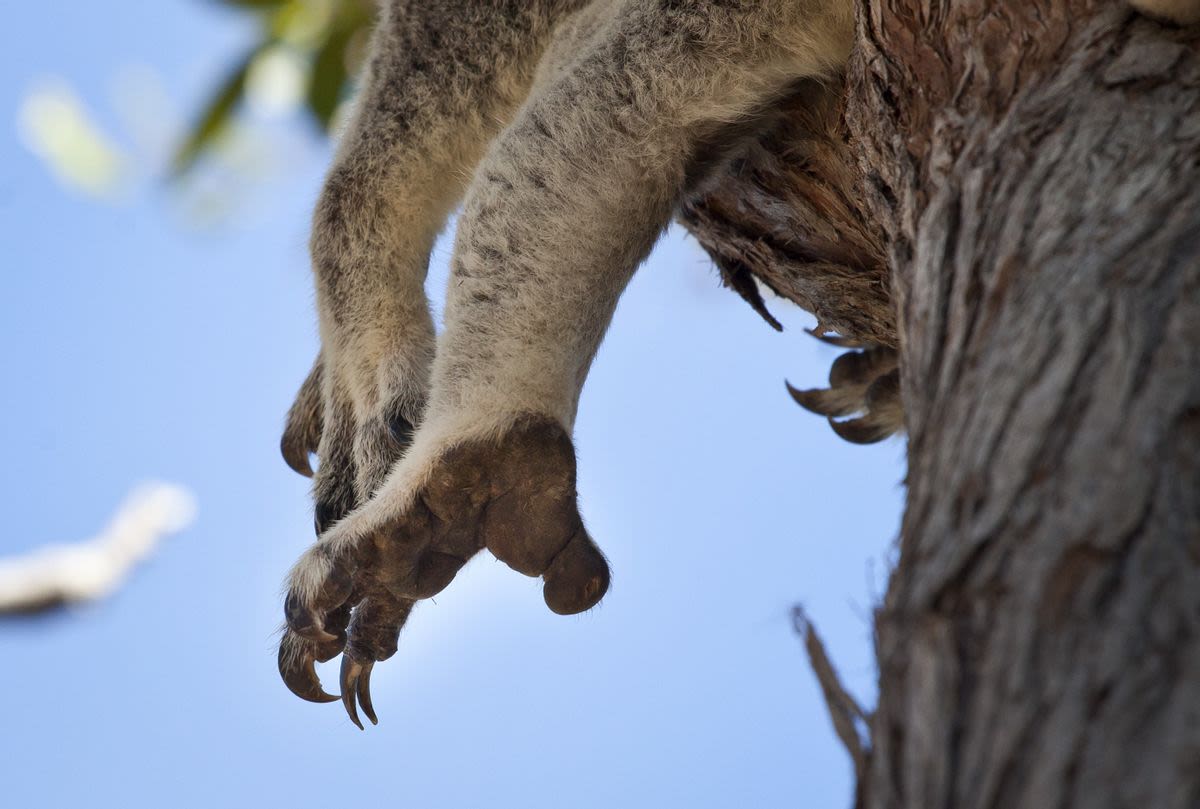 Fact Check: Rumors Say Koala Fingerprints Have Confused Crime-Scene Investigators in Australia. Here's What We Found