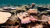 Explainer: The world's coral reefs are bleaching. What does that mean?