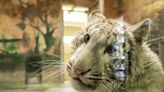 Rescued white tiger cub finds home at German sanctuary