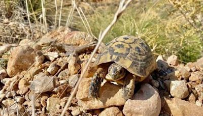 Juan Luís Castanedo (Acude): "La ausencia de planes de conservación ha permitido grandes desmanes en el hábitat de la tortuga mora"