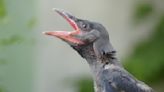 Wildlife Rescue Center Uses Surrogate Crow Toy to Help Feed Orphaned Baby Birds