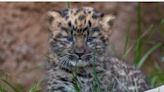 Nacen en el Zoológico de San Diego Leopardos en peligro de extinción