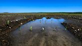 Wet spring puts Siouxland in position to weather hot summer