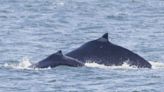 First humpback calf of 2024 whale watching season spotted in Salish Sea