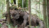 Woodsy sculptures to premiere in Port Coquitlam park Aug. 24