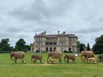 Newport pachyderms packing ’em in