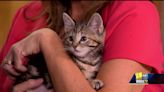 Maryland SPCA encourages adoptions as kitten season starts