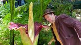 Rare ‘corpse flower’ blooming in Australia draws thousands to smell ‘rotting odour’