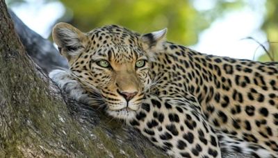 Elderly Woman Mauled To Death In Suspected Leopard Attack In Rajasthan