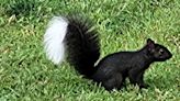 Skunk-squirrel? What is this odd critter seen in Ohio?