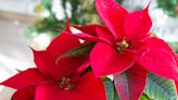 Deck the Halls With the 20 Best Christmas Plants