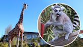 Animal walkthrough at Colchester Zoo currently closed to public