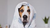 Everything Dog Owners Should Know About Canine Flu and How it Is Affecting Pets This Winter