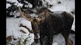 Atka the moose — orphaned at 6 days old — steps into new life after surgery, zoo says