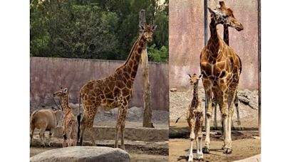 Nace cría de jirafa en San Juan de Aragón