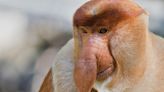 Hilarious photos reveal the world's ugliest animals