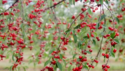 Will the cherry become Michigan’s state fruit? Lawmakers considering it