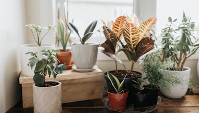 Put One of These Houseplants in Your Kitchen to Keep Bugs Away