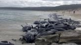 Hallan al menos 77 ballenas varadas en una playa de las islas Orcadas en Escocia