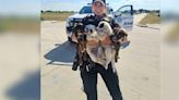 Deputies save 8 puppies from 100-degree heat